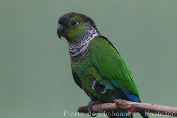 Maroon-tailed parakeet