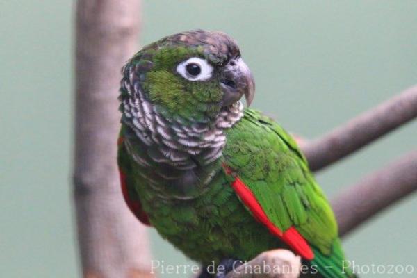 Maroon-tailed parakeet