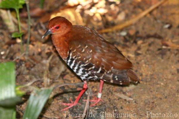 Red-legged crake