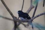 Black-and-white seedeater