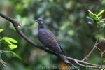 Dusky turtle-dove