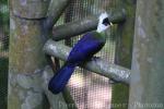 White-crested turaco