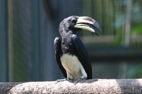 West African pied hornbill