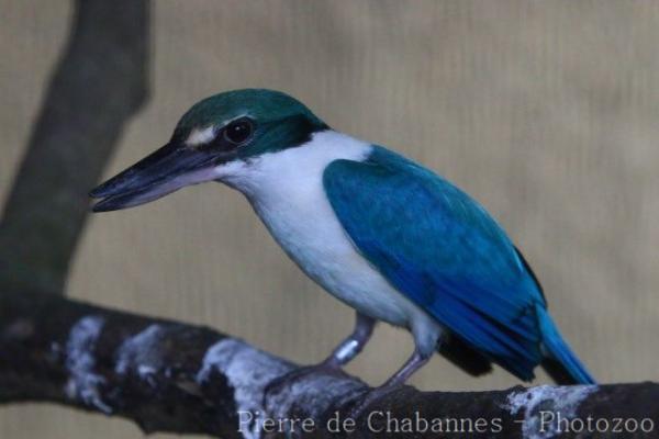 Collared kingfisher