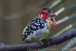 Red-and-yellow barbet