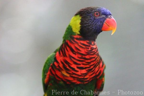 Coconut lorikeet