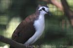 Tambourine dove