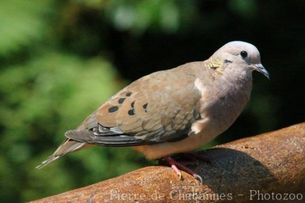 Eared dove