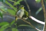 Oriental white-eye