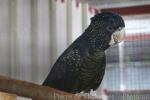 Red-tailed black-cockatoo