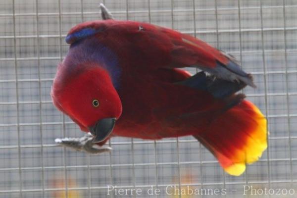 Eclectus parrot