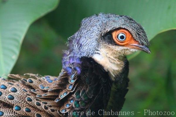 Bornean peacock-pheasant