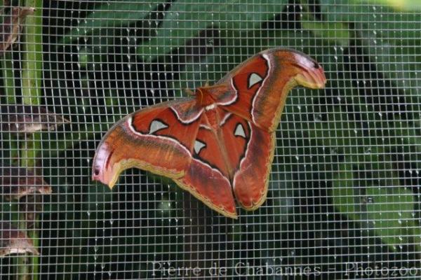 Atlas moth