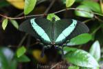 Emerald swallowtail