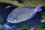 Doctorfish