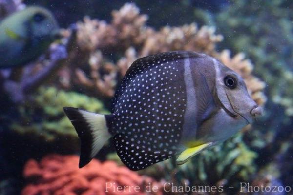 Whitespotted surgeonfish