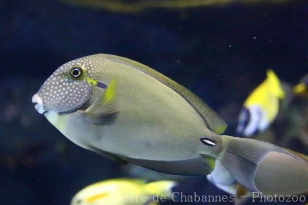 White-freckled surgeonfish