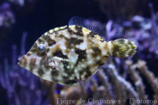 Bristletail filefish