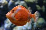 White-barred boxfish