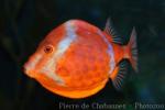 White-barred boxfish