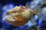 Striped cowfish