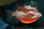 Striped cowfish