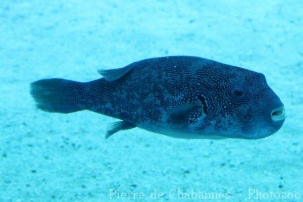 Blue-spotted puffer