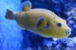 Guineafowl puffer