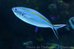 Blue-and-gold fusilier