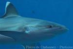 Silvertip shark