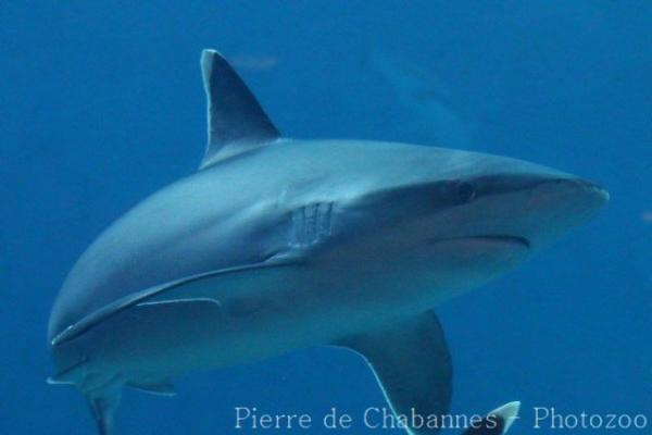 Silvertip shark