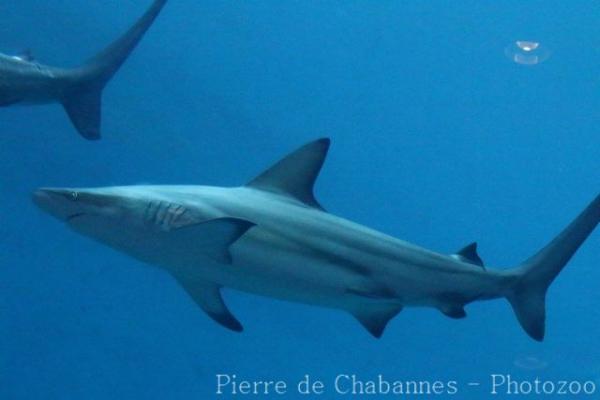 Grey reef shark