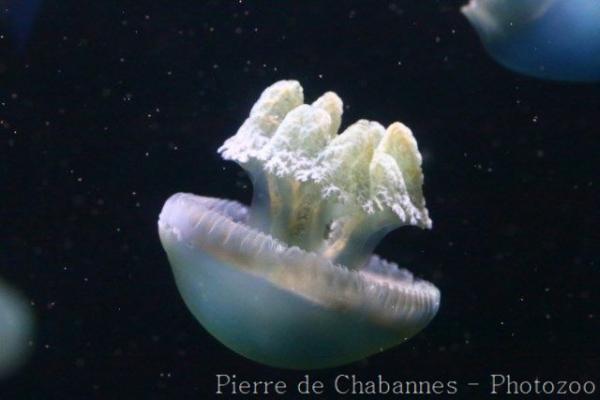 Blue blubber jellyfish