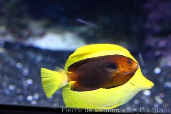 Orange angelfish