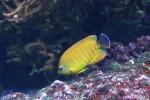 Hybrid angelfish