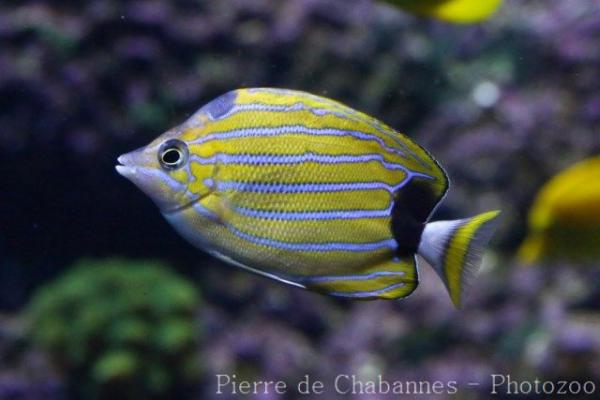 Bluestriped butterflyfish