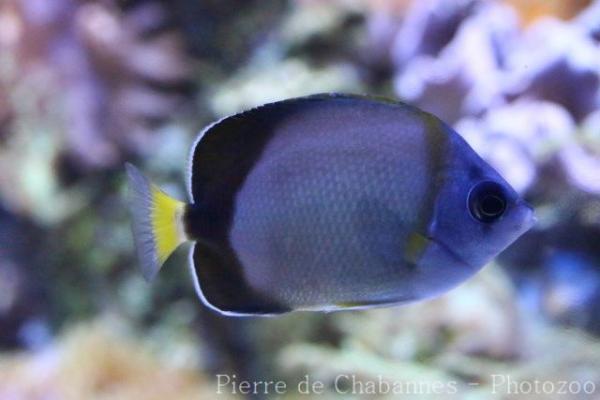 Japanese butterflyfish