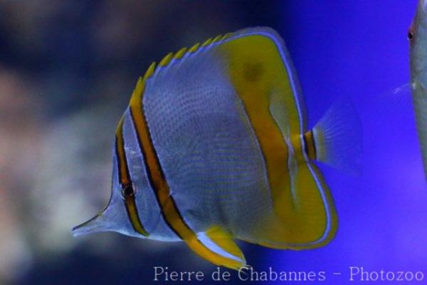 Margined coralfish