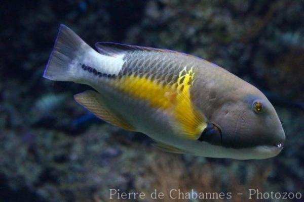 Orange-dotted tuskfish