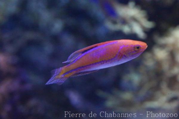 Pintail fairy-wrasse