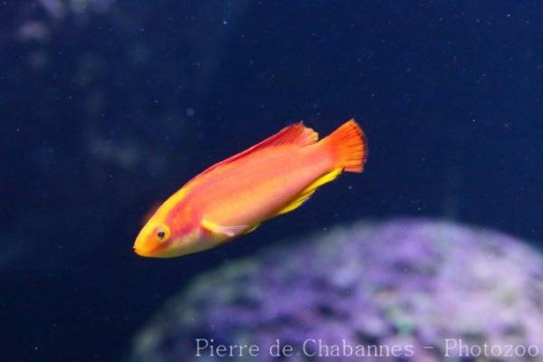 Flame wrasse