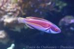 Laboute's wrasse