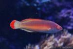 Red-margined wrasse