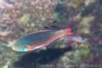 Scott's wrasse