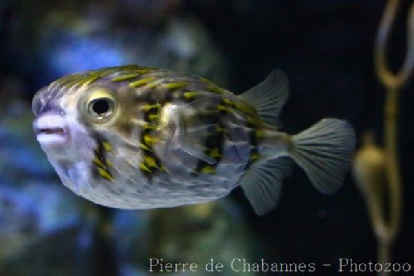 Slender-spined porcupinefish