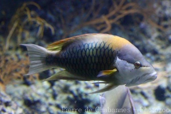 Sling-jaw wrasse