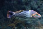 Checkerboard wrasse