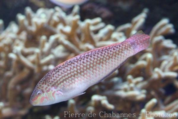 Bubblefin wrasse