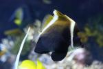 Horned bannerfish