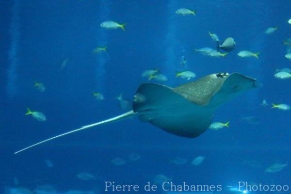 Mangrove whipray